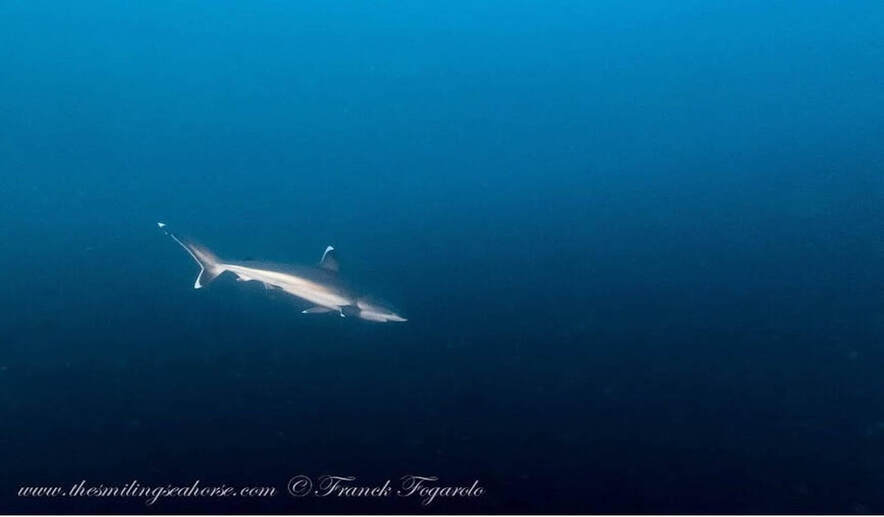 Requin à pointe d'argent (Carcharhinus albimarginatus)