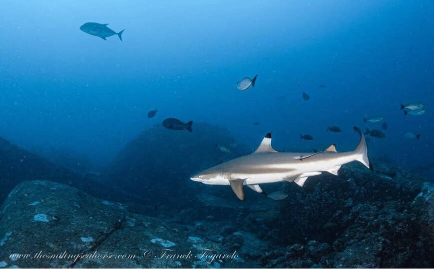 Requin de récif à pointe noire (Carcharhinus melanopterus)