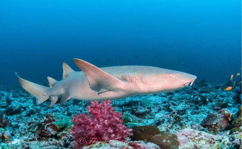 Requin nourrice (Nebrius ferrugineus)