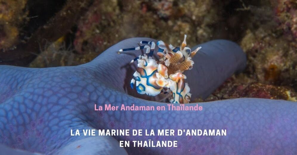 Faune marine dans les îles Andaman de Thaïlande