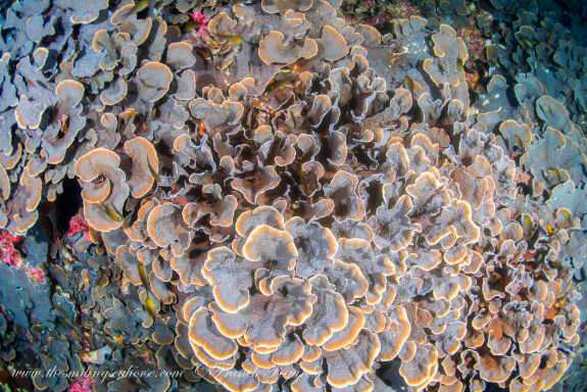 Magnifique corail, ne dirait-on pas des champignons ?