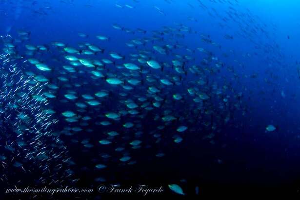 Bancs de poissons dans l'archipel Mergui