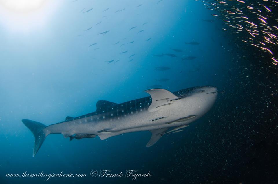 Requin baleine, archipel Mergui