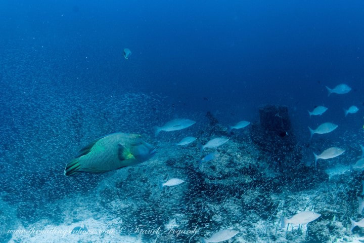 Le poisson Napoléon joue un rôle important dans l’écosystème des espèces coralliennes.