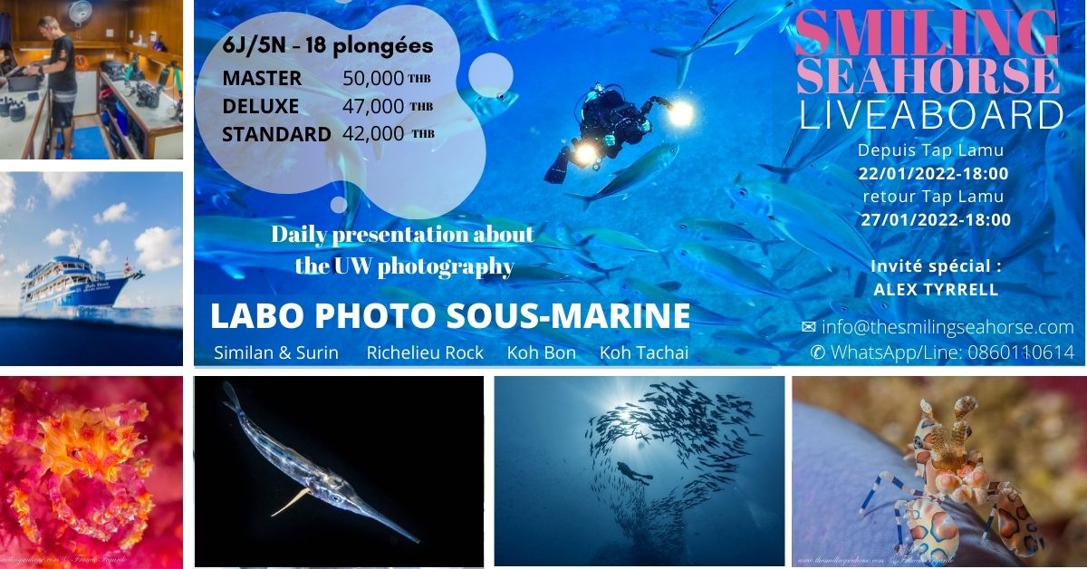 Formation en photographie sous-marine aux îles Surin et Similan