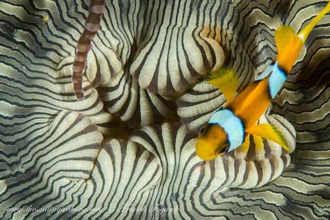 Les poissons-clowns vivent dans le Pacifique et la mer d'Andaman.