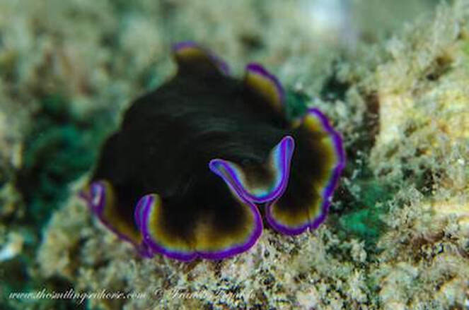 Black and purple flat worm