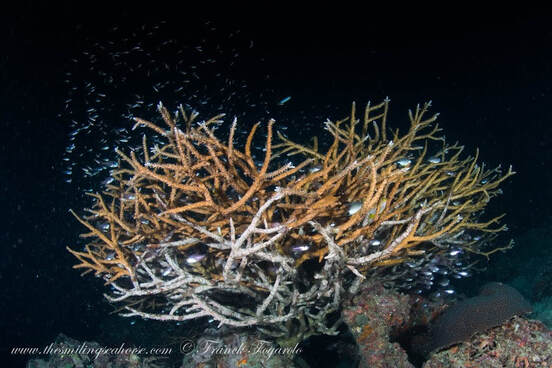 à cause du réchauffement climatique qui s’accélèrent, de plus en plus de coraux ne se régénèrent plus et voit l’ensemble du récif mourir petit à petit !