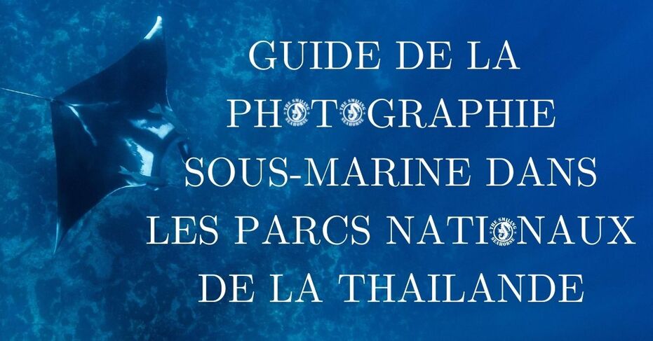 Guide complet de la photographie sous-marine en Thaïlande 