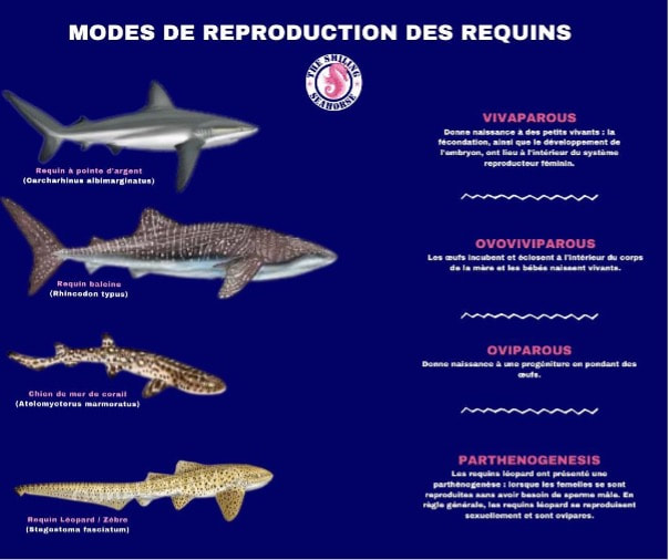 Mode de reproduction des requins