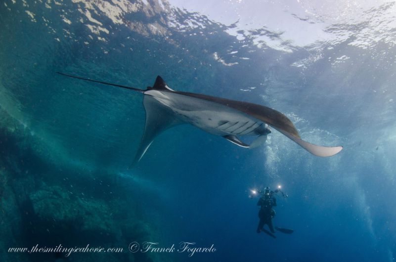giant manta ray with photograpaher