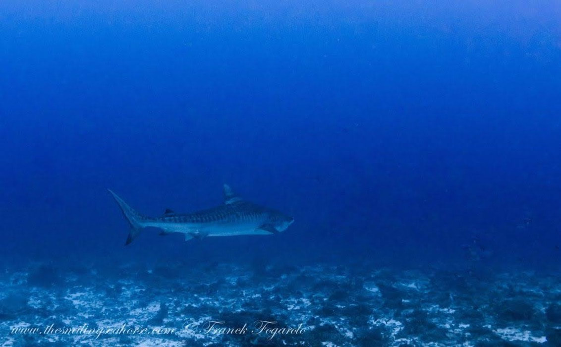 Requin tigre des Iles Mergui