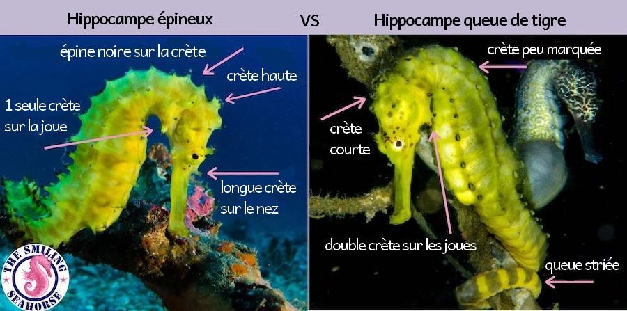 L'hippocampe à queue tigrée VS l'hippocampe épineux