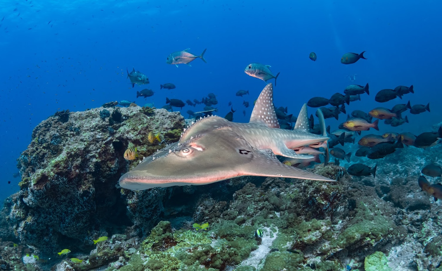 Le top des sites de plongée dans l'archipel Mergui​